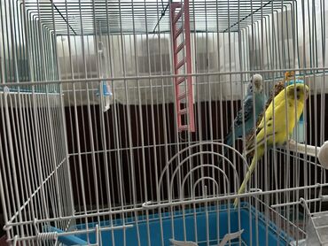 активированный уголь волнистому попугаю: Продам волнистых попугаев с клеткой