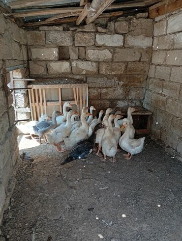 Akvarium aksessuar və ləvazimatları: Dişi, Ətlik, Ünvandan götürmə
