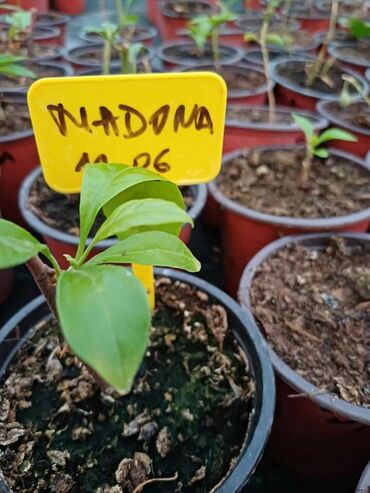 Ostale kućne biljke: Ožiljene bogumile po 900 — 5