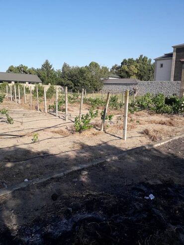 Torpaq sahələrinin satışı: 19 sot, Kupça (Çıxarış), Texniki pasport -da lalafo.az — 9 Torpaq sahələrinin satışı: 19 sot, Kupça (Çıxarış), Texniki pasport — 9