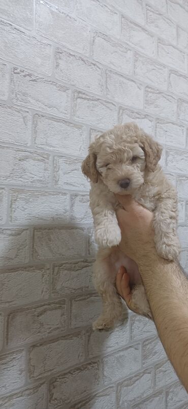 İtlər: Pudel, 2 ay, Dişi, Peyvəndli, Ödənişli çatdırılma — 3