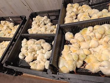 Куры, петухи: Продаю | Цыплята | Бройлерная — 7