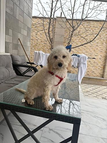 bu it: Pudel, 4 ay, Erkək, Peyvəndli — 2