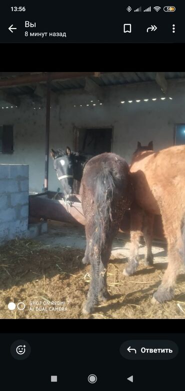 Лошади, кони: Продаю | Жеребенок | Рабочий — 4