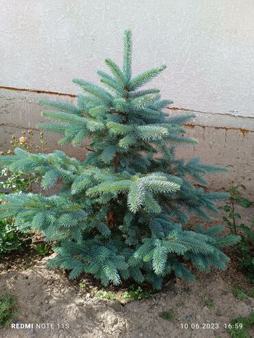 маленькая елка: Голубой ель сатылат. бойлору 1 метрден 2 метрге чейин. келишим