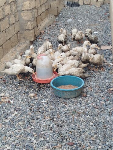 satılan itler: Kuban ve Pekin ordekleri. 3 aylarinda 3 kilo et verirler. az sayda