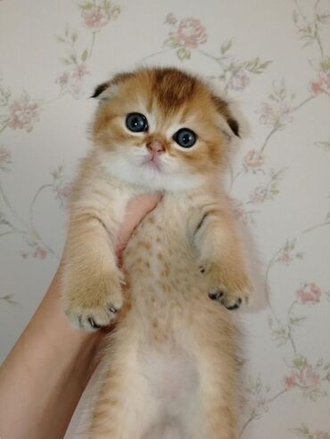 приют для кошек баку: Britan, Dişi