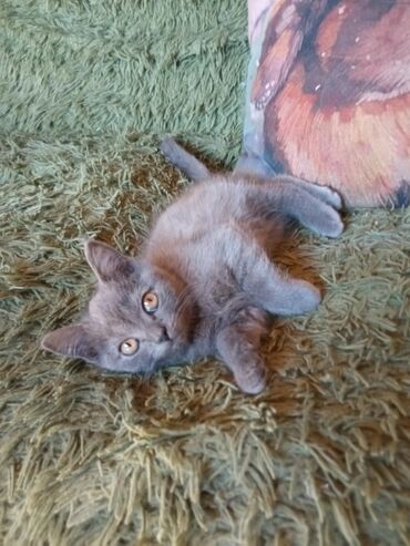 мейн кун бишкек 😺 питомник lyubushka 🐈 купить котенка 🐾 цена фото: 3 айлык, Эркек, Лотокко барууга үйрөтүлгөн