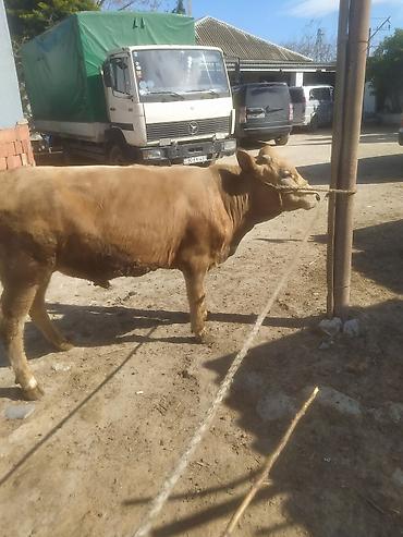 Inəklər, öküzlər: Inəklər, öküzlər — 2