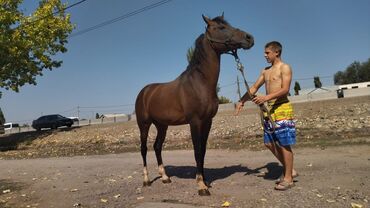 конный спорт бишкек цены в Кыргызстан | Услуги: Продаю | Конь (самец) | Арабская | Для разведения, Конный спорт | Осеменитель, Мерин