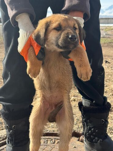 Продажа собак: Кучуктор сатылат Кыргыз доботтун кучуктору сатылат Ысс-Кол областы — 9