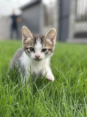 Продажа кошек: Отдам котят в добрые руки, котята приучены к лотки, кушают влажный и — 3