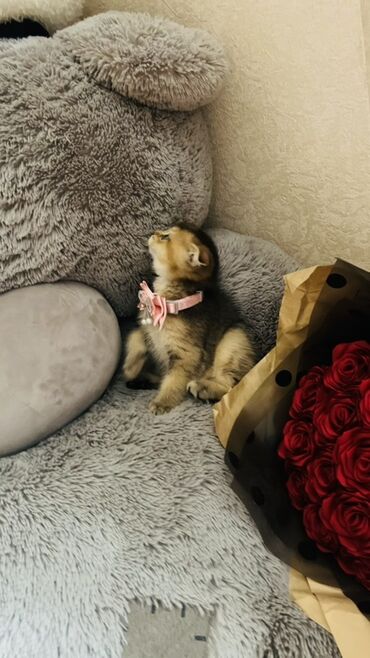 Pişiklər: Dişi — 28