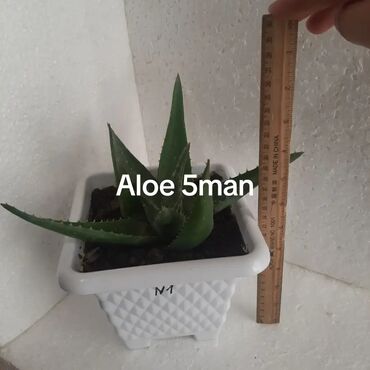 Otaq bitkiləri: Aloe (aloe vera) saksı bitkisi - Növ: Aloe – ətli, tikanlı kənarlı — 1