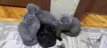 Pişiklər: Britan, Erkək, Dişi, Ünvandan götürmə -da lalafo.az — 6 Pişiklər: Britan, Erkək, Dişi, Ünvandan götürmə — 6