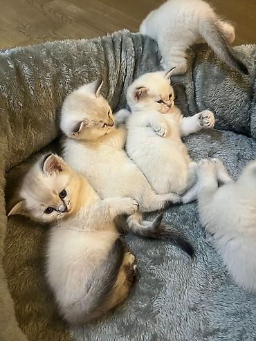 Pişiklər: Şinşilla — 2