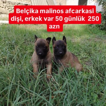 pitbull it: Belçika çoban iti, Ünvandan götürmə