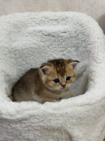 Pişiklər: Dişi, Erkək, Yaxşı əllərə, Ünvandan götürmə -da lalafo.az — 16 Pişiklər: Dişi, Erkək, Yaxşı əllərə, Ünvandan götürmə — 16