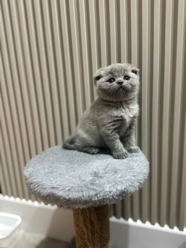 шотландская шоколадная кошка: Скотиш Фолд (Шотландская вислоухая), 1 месяц, Девочка, Серый, Приучена к лотку, Проглистована