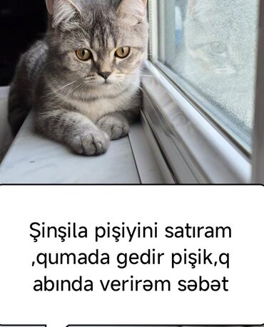 mavi rus pişiyi: Şinşilla, Dişi