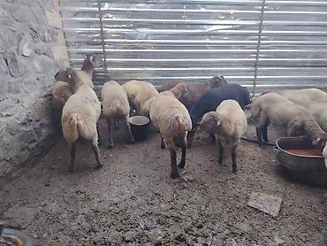 pişik yemi topdan: Salam təmiz Qurbanlıq 8 - 9 - aylıq ərkək quzulardır diri çəki satılır — 3