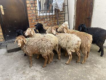 Баран, овца: Продаю | Овца (самка) | Для разведения — 10