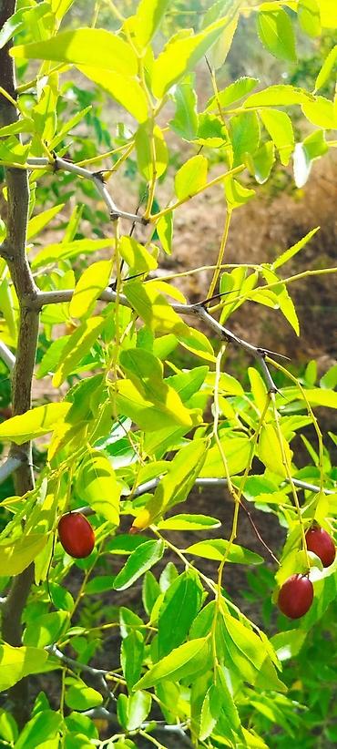 sekide torpaq satilir: 5 sot, Tikinti — 9