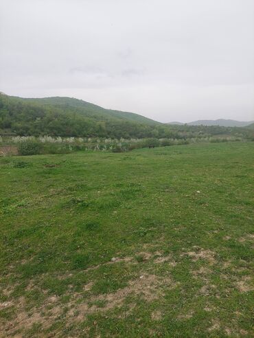 Torpaq sahələrinin satışı: 31 sot, Kənd təsərrüfatı, Kupça (Çıxarış) -da lalafo.az — 14 Torpaq sahələrinin satışı: 31 sot, Kənd təsərrüfatı, Kupça (Çıxarış) — 14