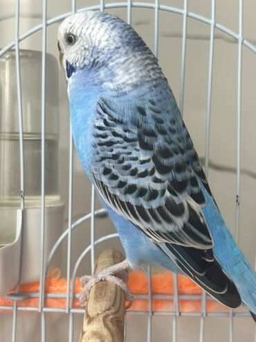 Tutuquşları: Hazır cüt iki dene tutu quşular qefesi yuvası ile bir yerde satılır — 5