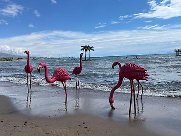 Иссык-Куль 2026: Коттедж, Палм Бич ЦО Palm Beach, Чок-Тал, Детская площадка, Парковка, стоянка, Закрытый пляж — 27