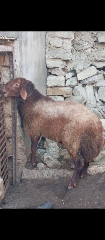 Qoyunlar, qoçlar: Razilaşma yolu ilə hek bir pirablemi yogdur