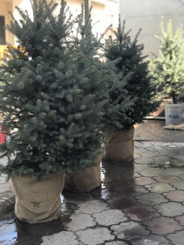Декоративные деревья: Продаются елки🌿🌲 От 60 до 160см. С хорошим комом. Идеально подойдет at lalafo.kg — 12 Декоративные деревья: Продаются елки🌿🌲 От 60 до 160см. С хорошим комом. Идеально подойдет — 12
