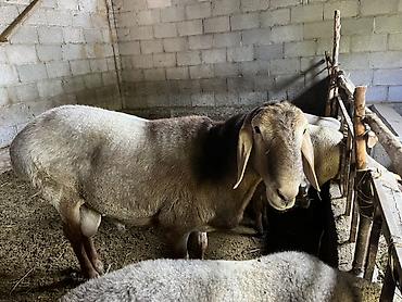 Продаю | Баран (самец) | Для разведения — 3