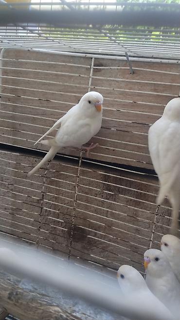 Tutuquşları: Tamamilə sari rəngdə olan sevimli tutuquşu qirmizi göz qiymet birine — 11