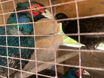 домик для кот: Фазаны Румынские 7- 8 месячные 2-самки и 2 самца