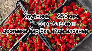 мёд цена за 1 кг 2022 бишкек: Клубника Альбион, В розницу