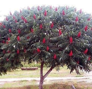 Клён: Продаю разное декоративный дерево .(Viburnum opulus) – для живых — 15