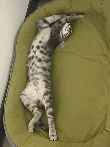 породистые собаки ищут дом: Отдадим 5-месячного котёнка в хорошую семью. Приучен к лотку. Вместе с — 2