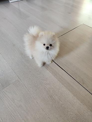 Продажа собак: Шпиц, 3 месяца, Самец, С родословной — 10