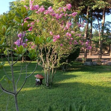 Toxumlar: Kefietli qazon
jefietli iş
kefietli torf
bizdedir — 16