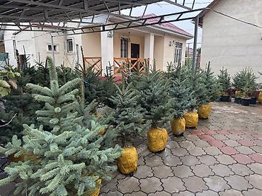 Продаются ели (елки) 🌲 Выращиваем сами, с 2013 года,со всей душой и at lalafo.kg Продаются ели (елки) 🌲 Выращиваем сами, с 2013 года,со всей душой и