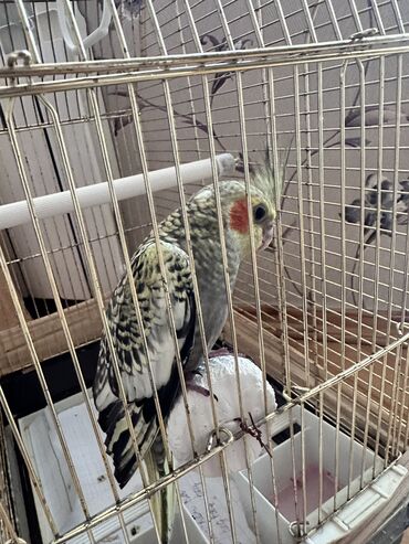 большая клетка для кролика: Korella quwu satilir. 3 ayliqdi Erkekdi. Tecili satılır. Naxiwli Quw