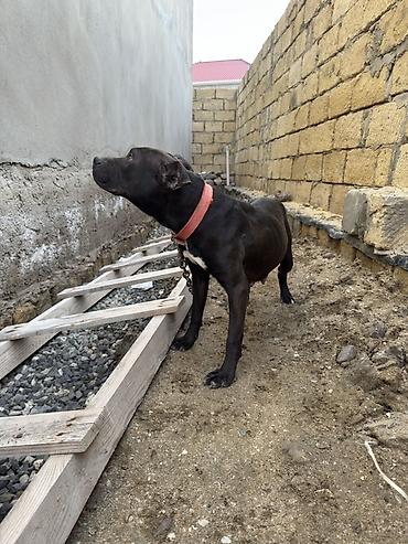 İtlər: Pitbul, 1 il, Dişi, Peyvəndli — 8