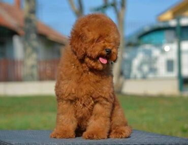 Psi: Patuljasta pudla, muški štenci Odgajivačnica "Team AS Trajkovic" u — 17