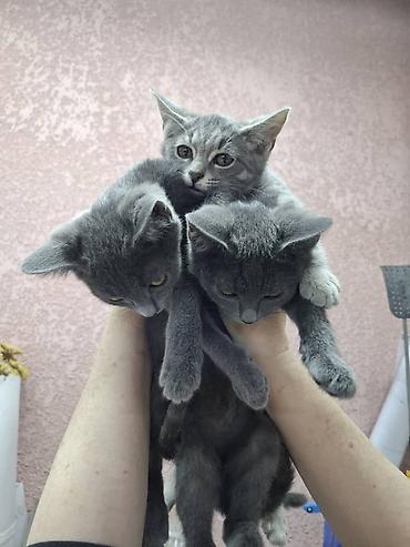 Мышыктар: Котята, окрас серый/дымчатый и серый тигровый (табби). Котята — 3