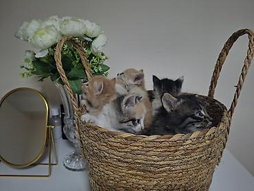 Продажа кошек: Очаровательные котята из одного помёта. - Возраст на фото: примерно — 2