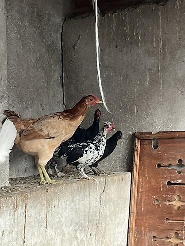 cucə badamdar: Toyuq cücələri, Ətlik, Ünvandan götürmə, Pulsuz çatdırılma — 1