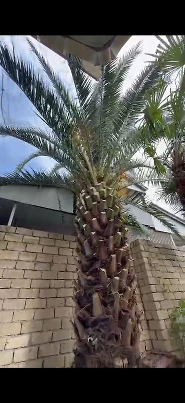 lobzik satisi: 🌴 PREMİUM FİNİK PALMASI SATILIR! 🌴 ✨ Bağ, villa və həyət üçün çox — 1