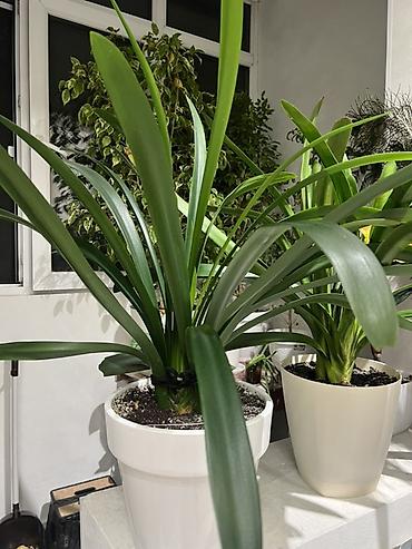 Драцены и Сансевиерии: Адаптированные пересаженные в горшках. Сансеvierия (Sansevieria — 29