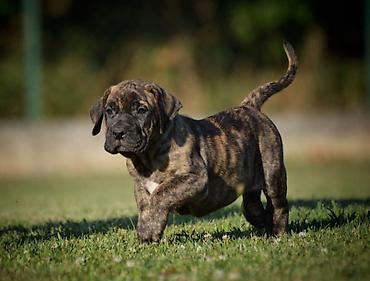 velika pudla: Na prodaju stenci Presa Canario izuzetnih krvnih linija, sa ozbiljnim — 1